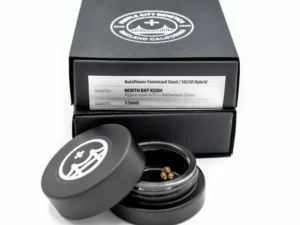 North Bay Kush Autoflower Seeds (3-pack)- PURPLE CITY GENETICS